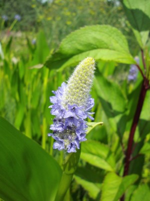 Herzblättriges Hechtkraut (Pontederia cordata).JPG