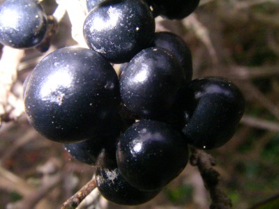 Makro 025.JPG