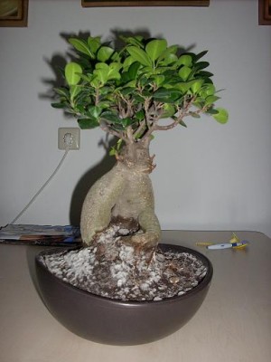 bonsai2.JPG