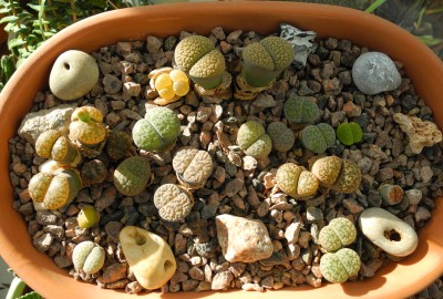 DSCN6947-a.jpg