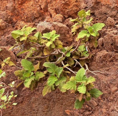 Salvia broussonetii (1).jpg