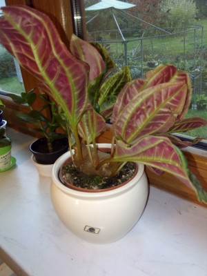 Monolena primuliflora (1).jpg