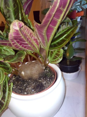 Monolena primuliflora (2).jpg