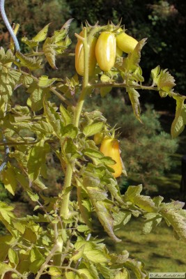 20161015_12.JPG