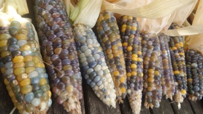 20161004_112525_20161015_205959[1].jpg