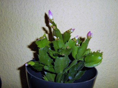 IMGP4498.JPG