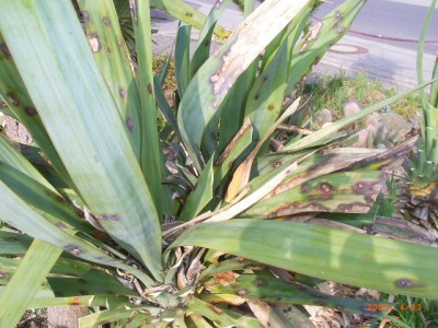 yucca1.jpg