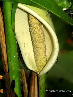 K1024_Monstera deliciosa.JPG