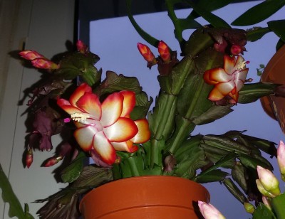 20161025_Samba Brazil.jpg