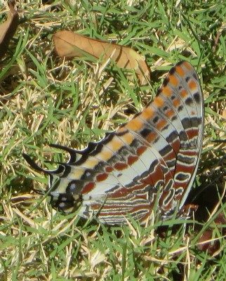 IMG_4614.JPG