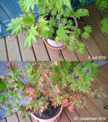 Acer Autumn Moon.jpg