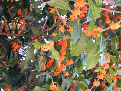 green 146.jpg