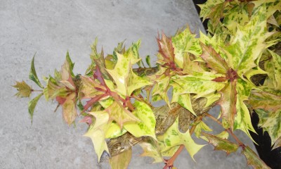 20160823_105809.jpg