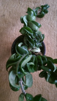 IMAG0472.jpg