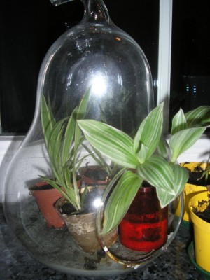 neue grünlilienbabys.JPG