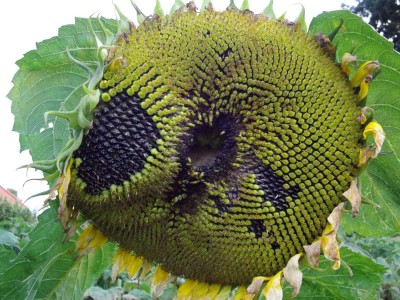 Sonnenblume.JPG