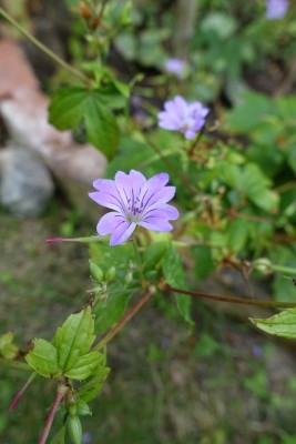 DSC00877.jpg