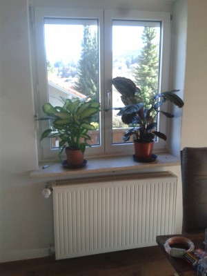 r_calathea_l_diffenbach camilla compacta.jpg