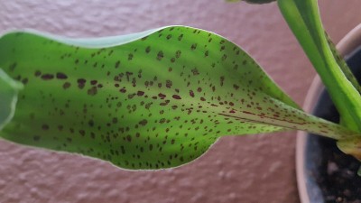 flower_20161023_143500_small.jpg