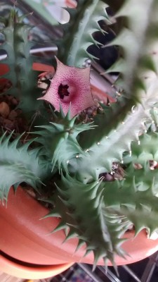 Huernia macrocarpa.jpg