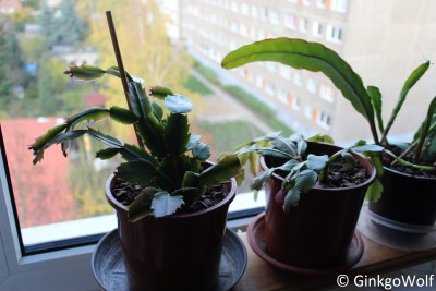 Schlumbi_2016_11_04 (1).JPG