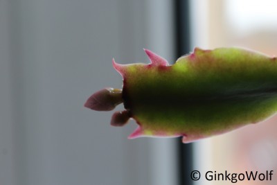 Schlumbi_2016_11_04 (2).JPG