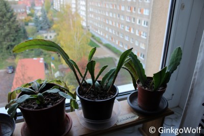 Epikakteen_2016_11_04 (1).JPG