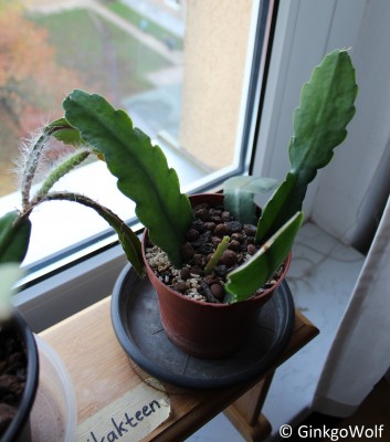 Epikakteen_2016_11_04 (2).JPG