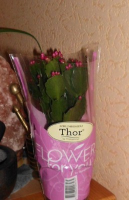 Weihnachtskaktus.JPG