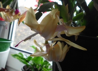 Limelight Dancer.JPG