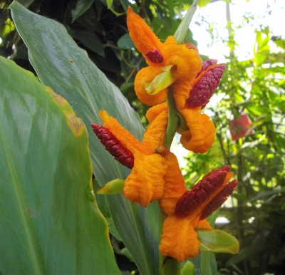 Echter Galgant (Alpina officinalis).jpg