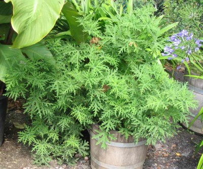 Pelargonium graveolens unbekannt.jpg