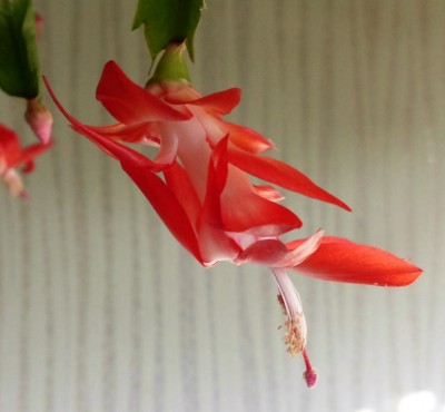 Russian Dancer (2).JPG