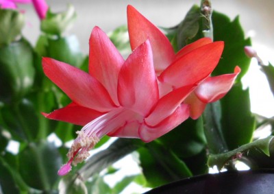 Russian Dancer (1).JPG