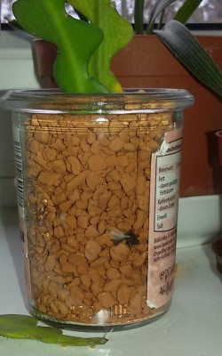 Epiphyllum anguliger (2).jpg