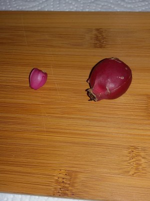 Epi und Schlumbergera.jpg