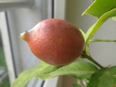 161112_citrus_medica_variegata_frucht.jpg
