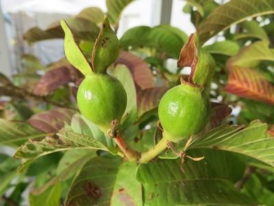 161112_psidium_guajava_fruechte.jpg