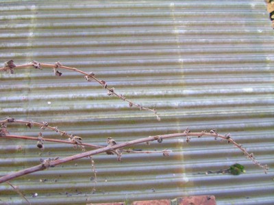 carport 003.JPG