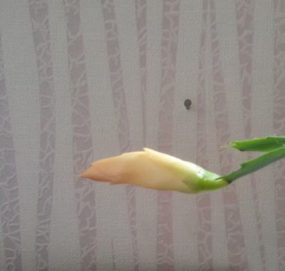 20161108_LDxSB02.jpg