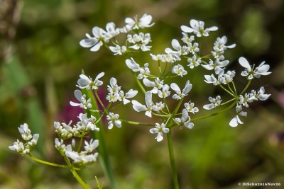 20160610-N72_3905 Knolliger Kälberkopf green2.jpg