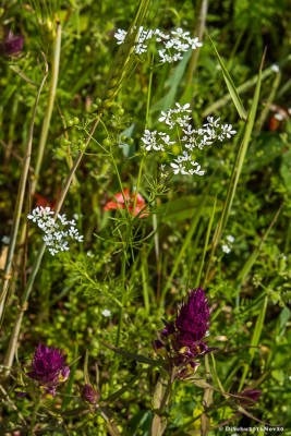 20160610-N72_3907green.jpg
