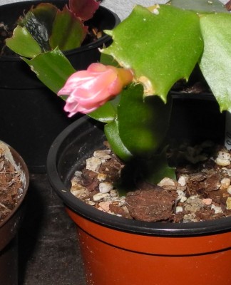 DSCN7059.jpg