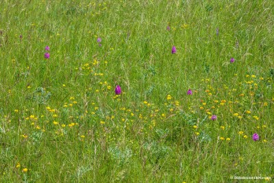 20160610-N72_4073a.jpg