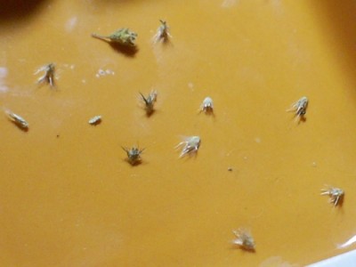 selaginella(samen).jpg