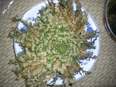 selaginella.jpg