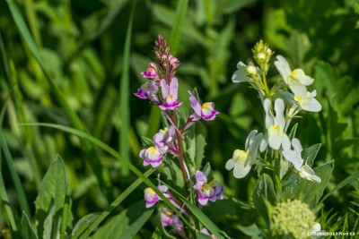 20160509-N72_3057green.jpg
