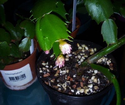 20161117 Wild Cactus.jpg