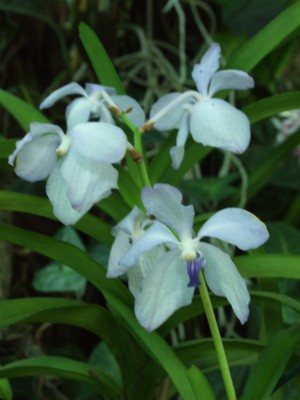 DSCF0081.JPG