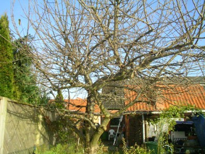 Apfelbaum 003.JPG